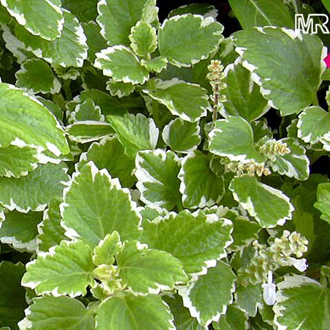 پلکترانتوس کولیوآیدز